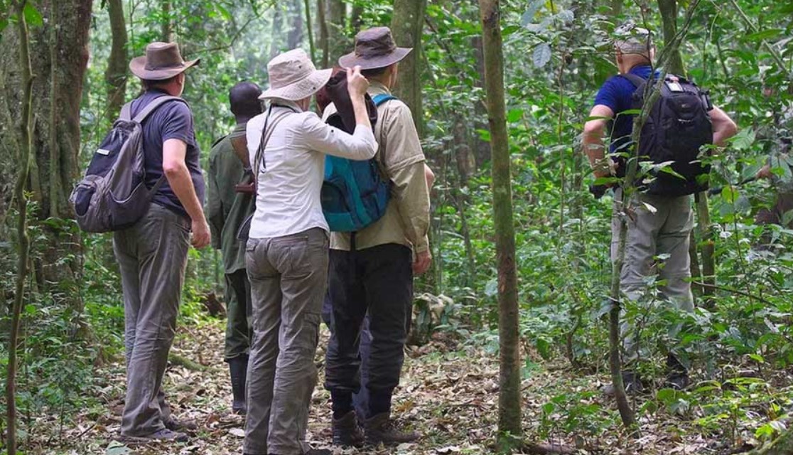 A honeymoon Safari in Kibale Forest National Park, situated in the district of Fort Portal in Uganda popular for its 372 bird species, 60 animals,