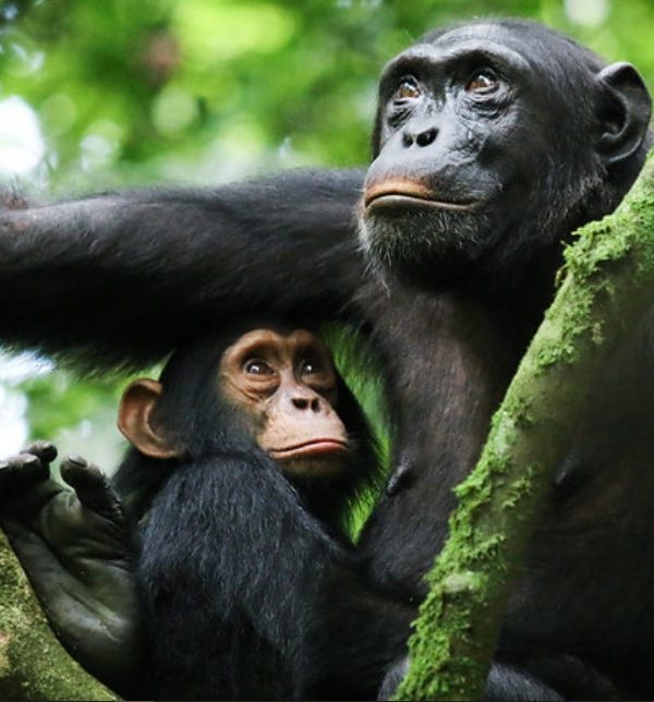 A safari in Kibale Forest National Park: Western Uganda is home to this majestic tropical rainforest a home to the greatest number of primates