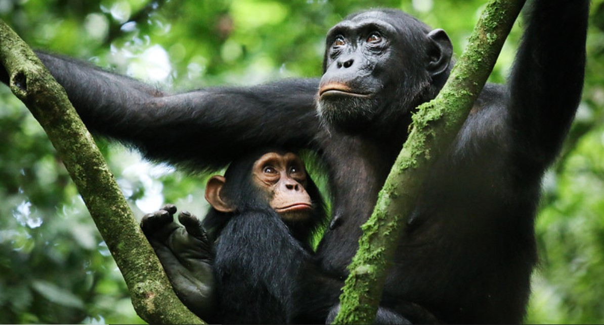 A safari in Kibale Forest National Park: Western Uganda is home to this majestic tropical rainforest a home to the greatest number of primates