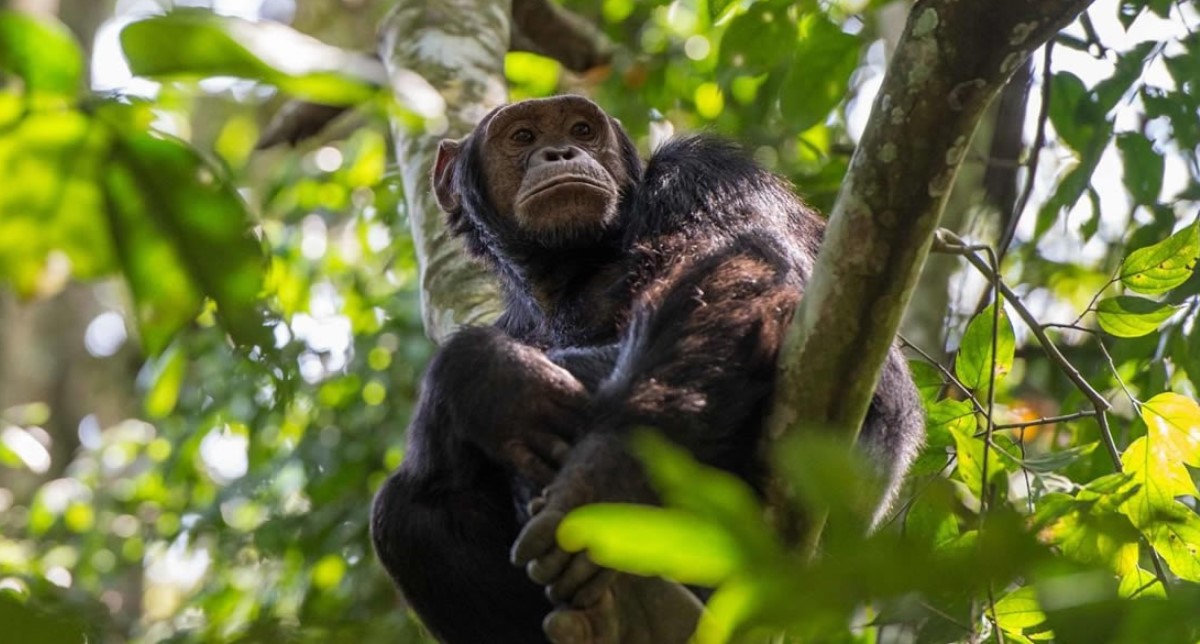 Activities in Kibale forest national park