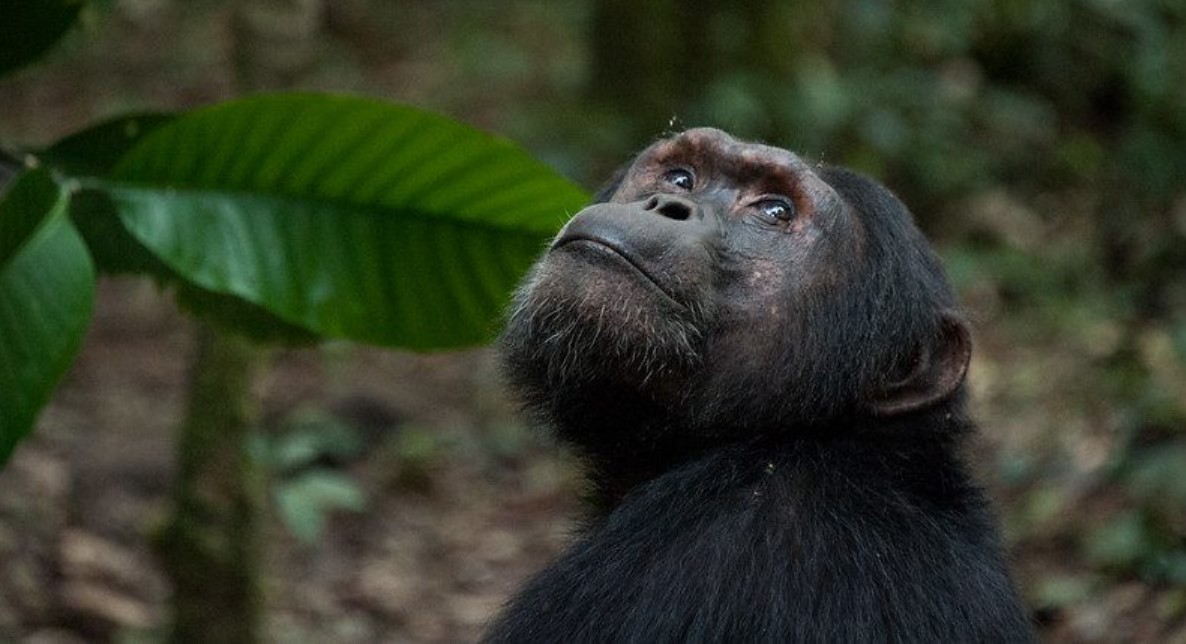 Budget activities to do in Kibale forest is a safari meant for tourists on a tight budget may be found at Kibale Forest National Park