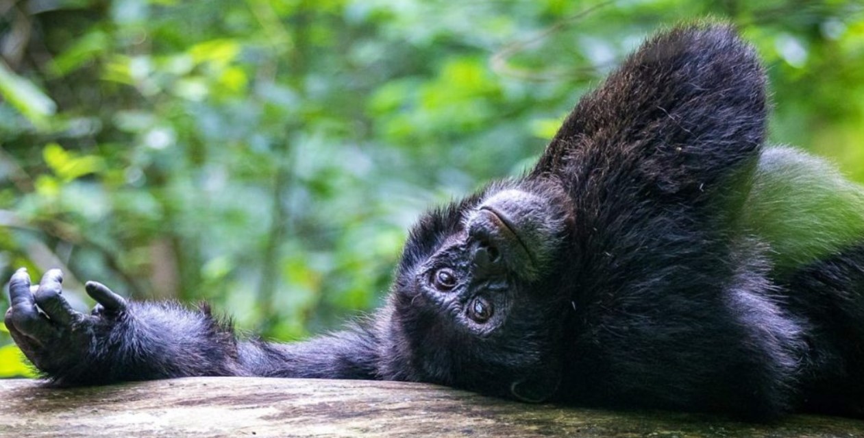 Chimpanzee Trekking Kibale in December, one of Uganda's most popular tourist attractions in South western Uganda in Kabarore district