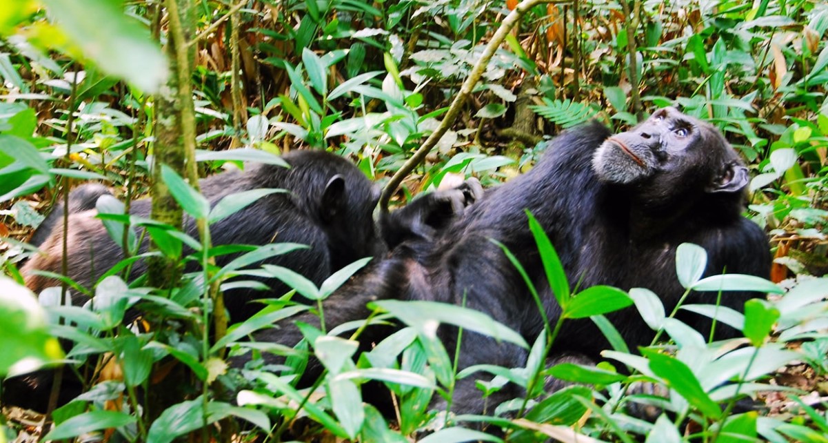Chimpanzee habituation experience in Kibale forest : Chimp habituation is one of the tourist attractions in this magical destination