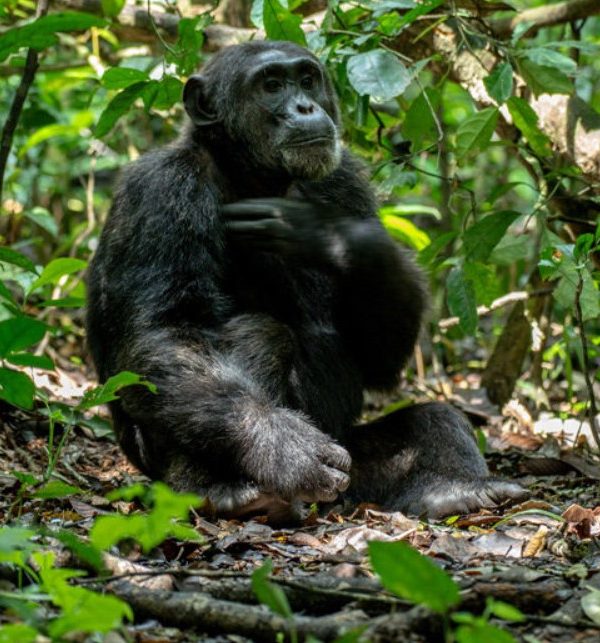 acChimpanzee Trekking Kibale from Canada: The world's most popular destination to go chimp tracking is this evergreen tropical rainforest found in Uganda