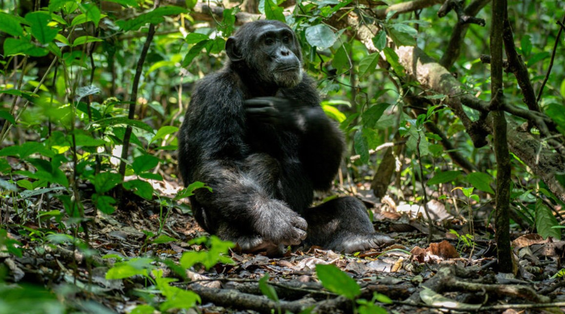 acChimpanzee Trekking Kibale from Canada: The world's most popular destination to go chimp tracking is this evergreen tropical rainforest found in Uganda