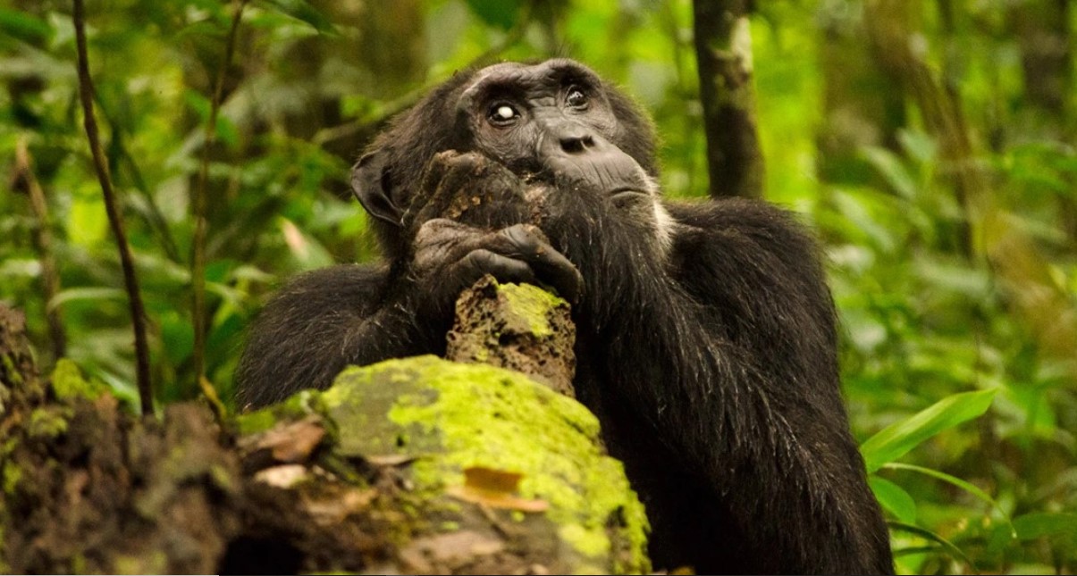 How do I get permits for chimpanzee of Kibale?: They are known to be present in tropical forest, and access to these primates requires a trekking permision