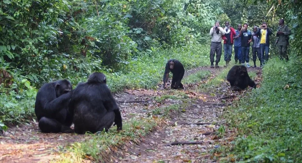 How many people can do chimpanzee habituation in Kibale a day, the only destination where you can spent more time with chimpanzee in Southwest of Uganda