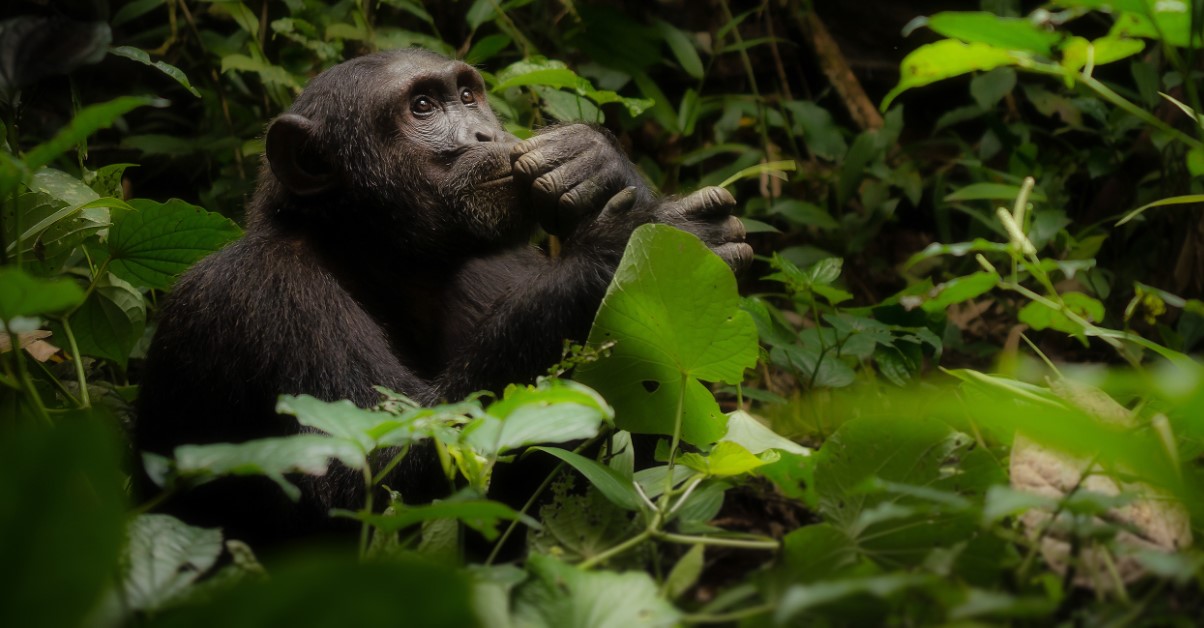 How many people can trek a chimpanzee family in Kibale: Many tourists are curious about the number of individuals that trek a family of chimpanzees in a day