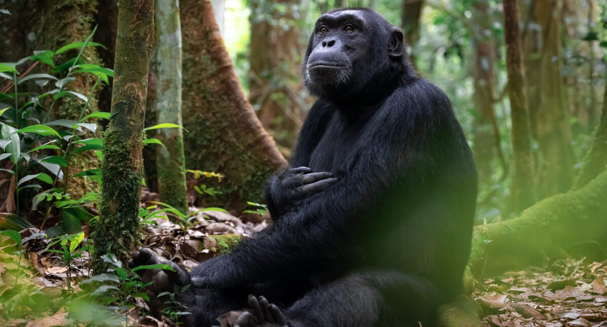 How many people can trek chimpanzee in Kibale every day? are a well-known feature of this magnificent Forest where millions of tourists visit to experience