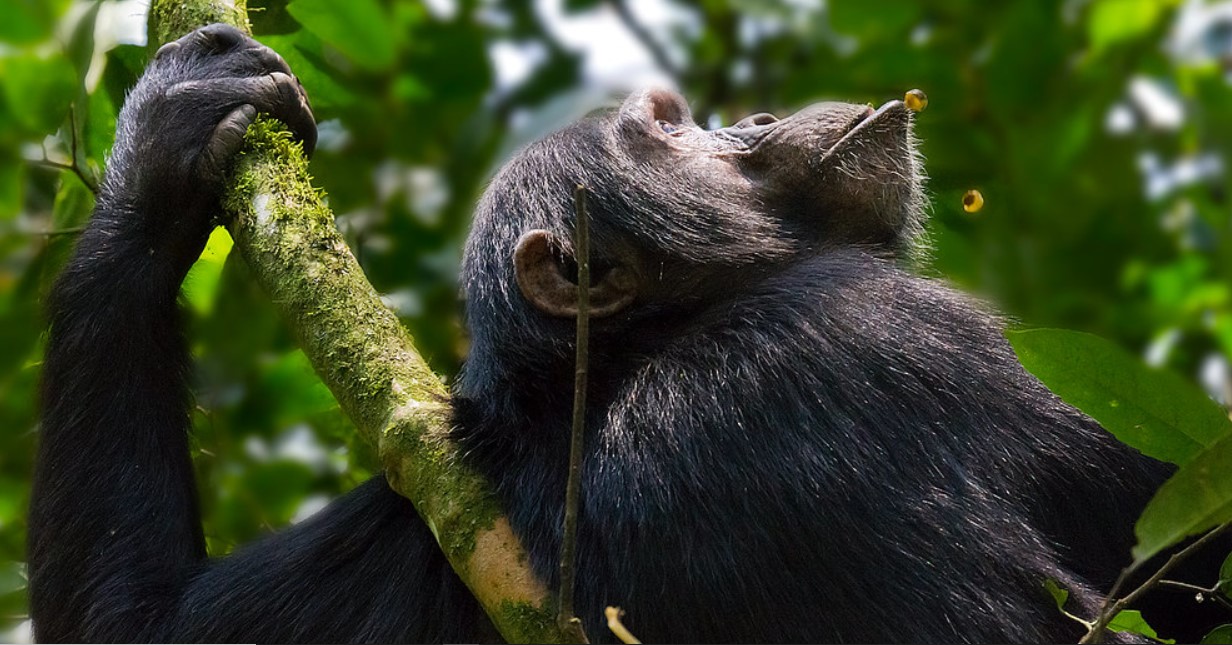 How to book a chimpanzee safari to Kibale forest: 13 primates, 60 animals, and 372 bird species may be found in the forested region of Kabarore district