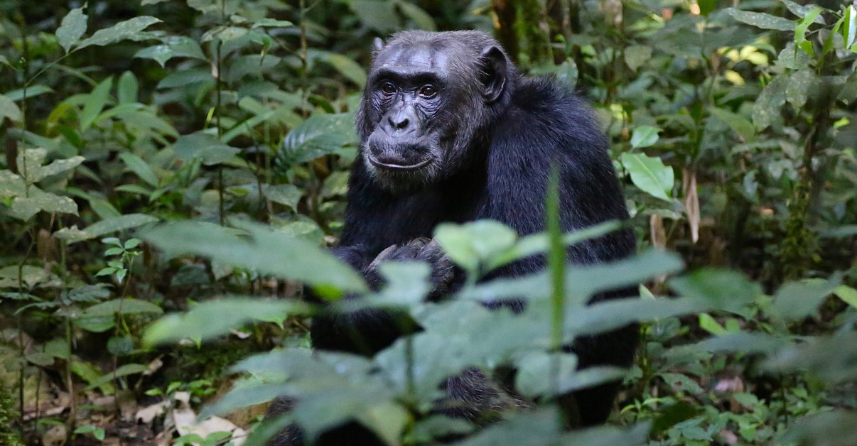 How to save on a chimpanzee safari in Kibale forest: The majority of visitors to this fine destination choose to partake in the chimp activities