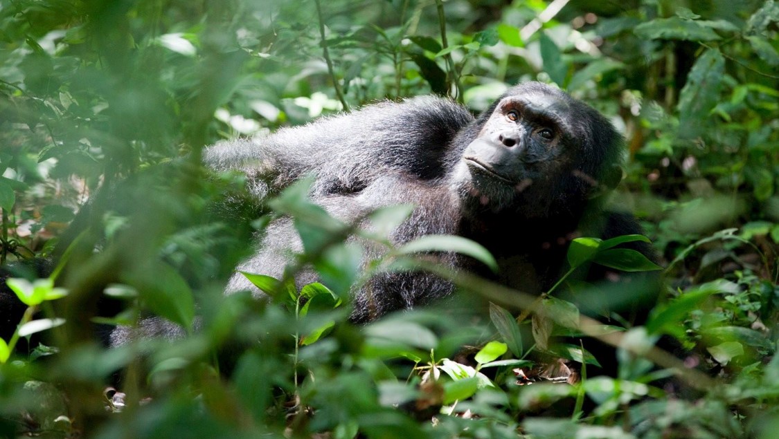 Is it worthwhile to visit Kibale Forest National Park?: Is it worthwhile to visit Kibale Forest National Park? Given that almost half of the world's chimpanzees