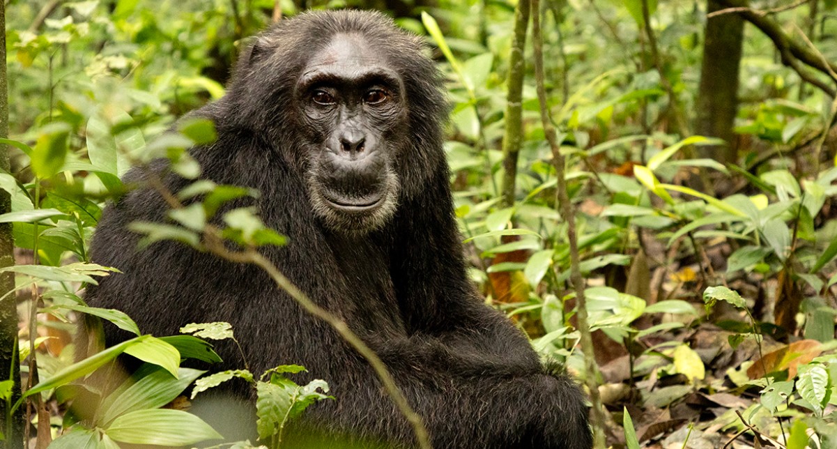 Kibale chimpanzee trekking from Jinja: One of the busiest cities in Uganda, Kibale Chimp Tracking from this city is most asked by tourists across