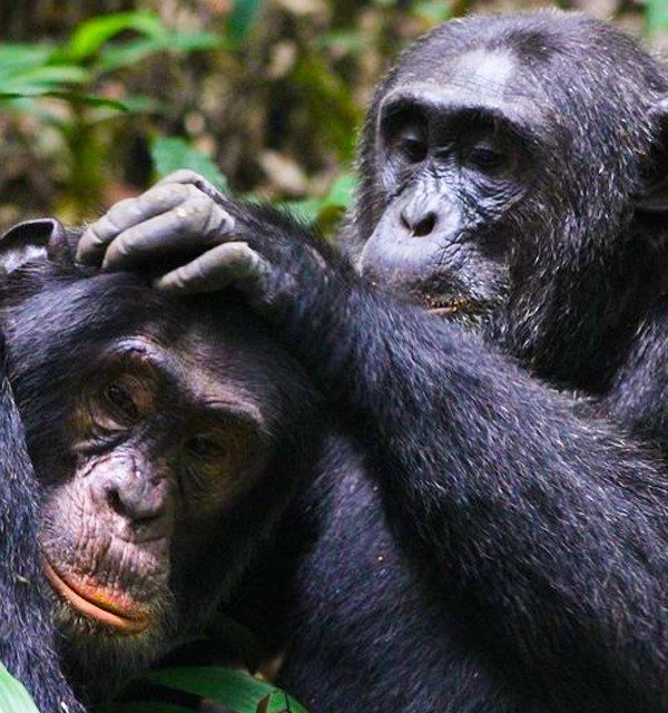 Kibale chimpanzee trekking in the rainy season is the primary tourism activity in this Forest National Park. This is due to the fact that the national park