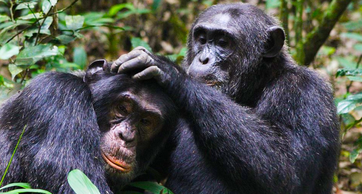 Kibale chimpanzee trekking in the rainy season is the primary tourism activity in this Forest National Park. This is due to the fact that the national park