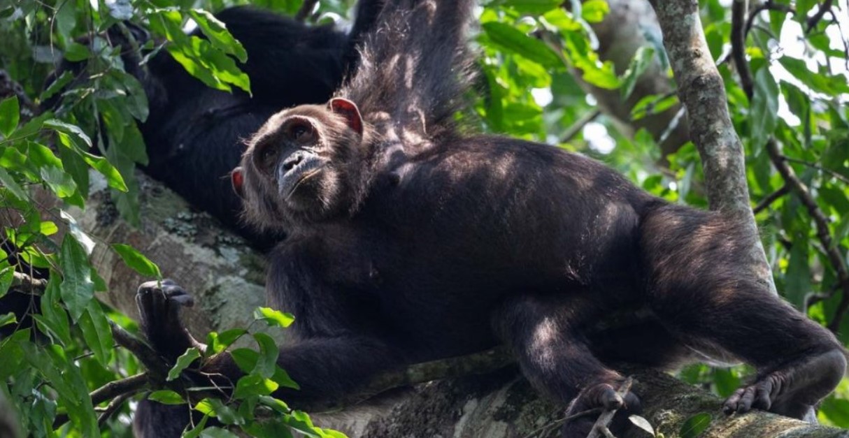 Luxury chimpanzee safaris in Kibale forest national park is meant for those who want VIP treatment throughout their safari to this great tropical rain Forest park