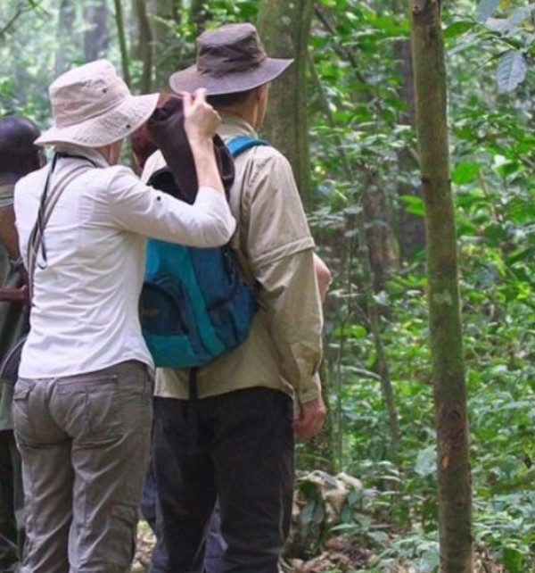 How many people are allowed to visit a chimpanzee family in Kibale: Many tourists are curious about the number of people that trek a family of chimpanzees