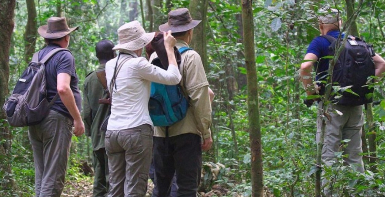 How many people are allowed to visit a chimpanzee family in Kibale: Many tourists are curious about the number of people that trek a family of chimpanzees