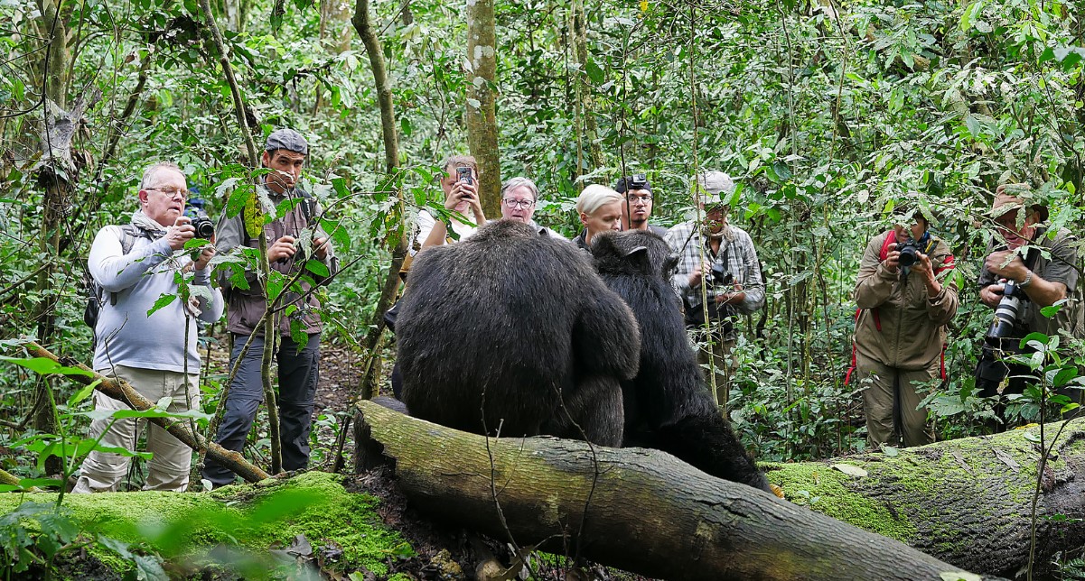 Size of Kibale forest national park: Due to the park's history and its chimpanzee population and other wildlife, visitors ask how large Kibale Forest Park
