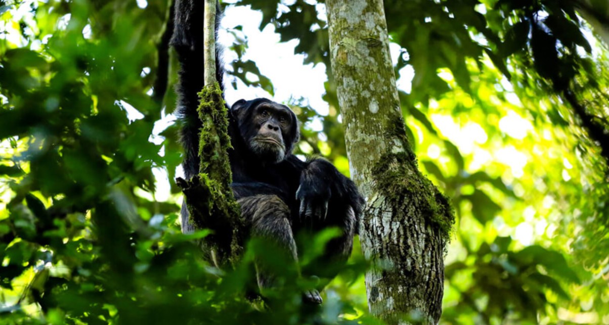 The best way to spend more time in Kibale Forest with chimps is one of the most commonly asked questions, In this article, we you with the information you need