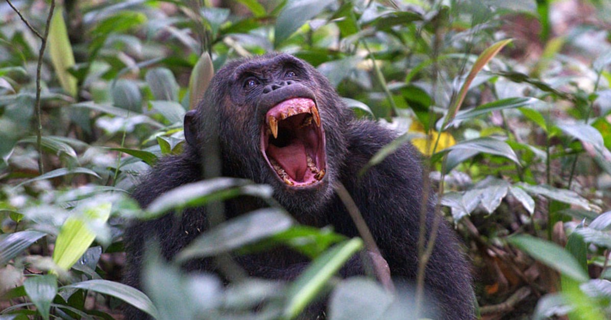 Trekking chimpanzees in Kibale from United States of America