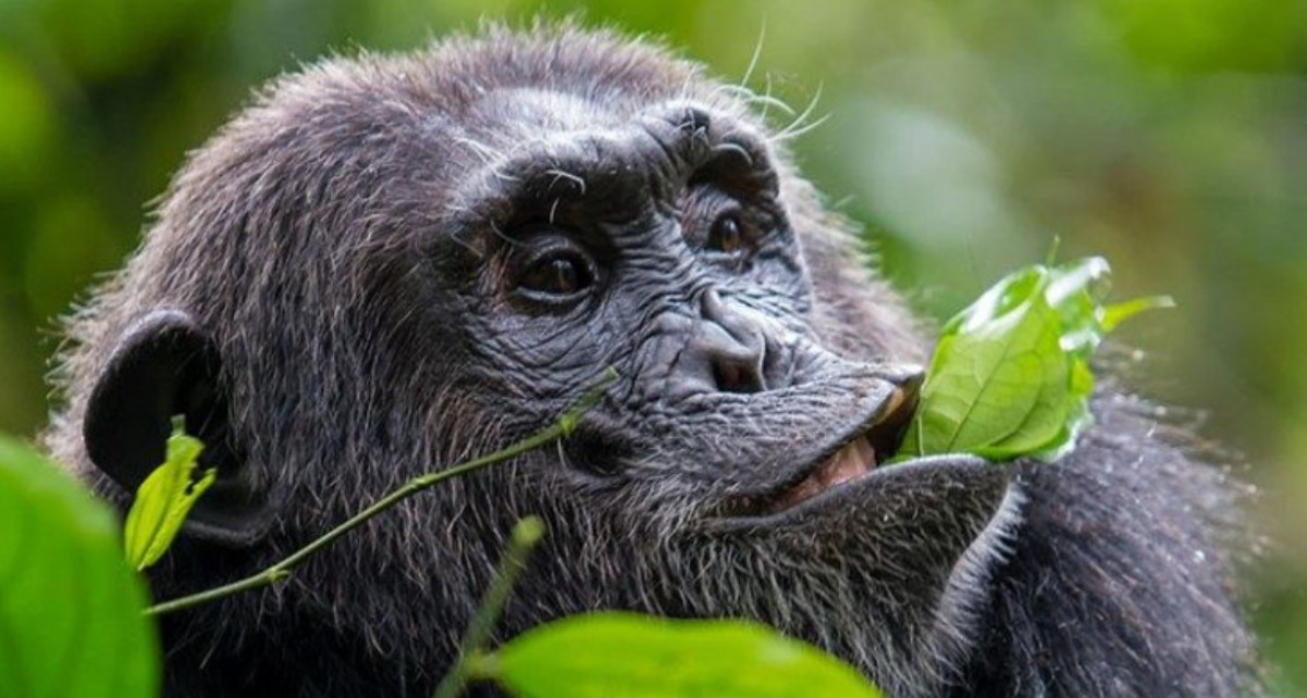 Trekking Kibale chimpanzees in November is the primary activity of this great Park which is done all year-round with 13 groups of chimpanzees available