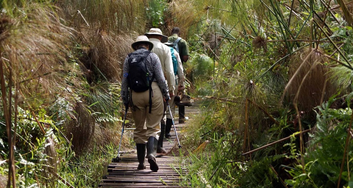 Walking safaris in Kibale Forest National Park is well-known for housing endangered chimpanzees and home to a variety of species and attractions.
