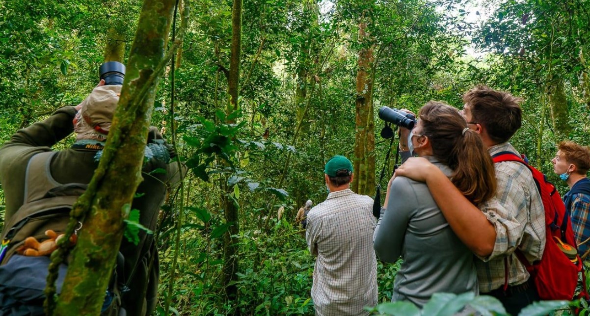What to do in Kibale after chimpanzee trekking?: One of the places in Uganda where chimp tracking is done found in Fort Portal and Kasese districts