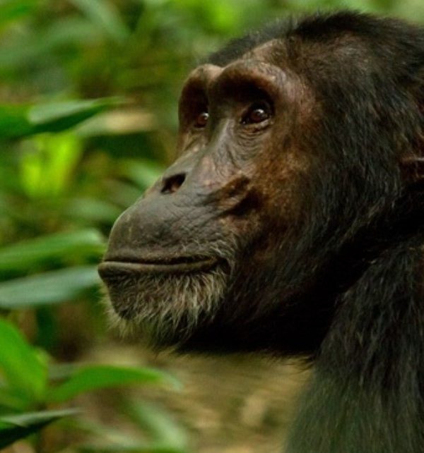 Who sells Chimpanzee permits for Kibale?: Tourists are granted permission to spend a specific time with chimpanzees in their natural environments