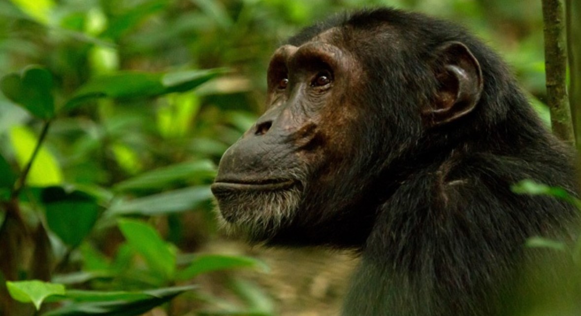 Who sells Chimpanzee permits for Kibale?: Tourists are granted permission to spend a specific time with chimpanzees in their natural environments