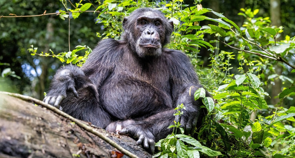 Why Kibale is a popular destination in the world: Chimpanzees are among the endangered ape species found in Uganda's Kibale Forest National Park