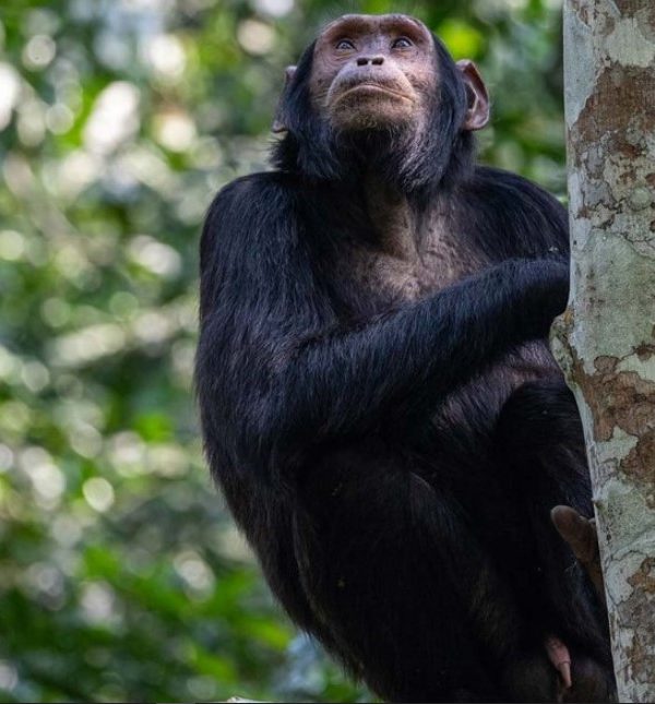 Why chimpanzee tracking in Kibale is one hour? Visitors to a completely habituated chimpanzee family in Kibale are permitted to spend one hour with chimps