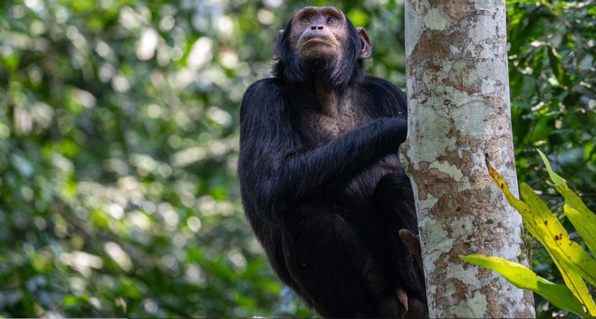 Why chimpanzee tracking in Kibale is one hour? Visitors to a completely habituated chimpanzee family in Kibale are permitted to spend one hour with chimps
