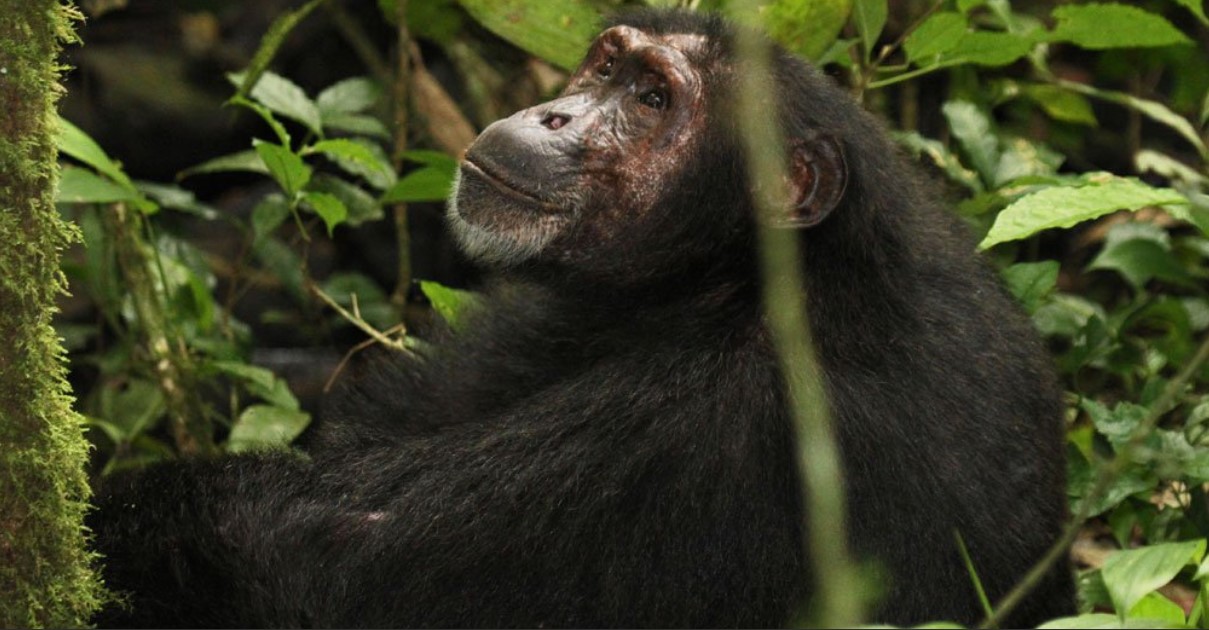 Why trek chimpanzees in Kibale: Although there are other protected places in Uganda where chimpanzee trekking is possible, Kibale Forest is the finest