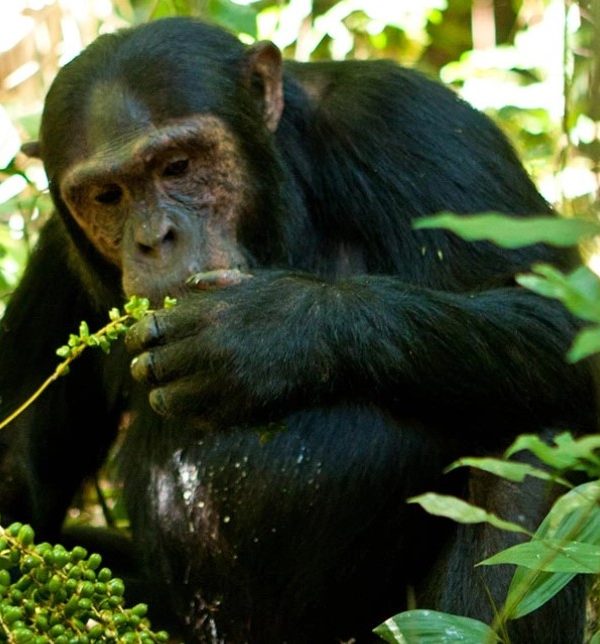 Why visit Kibale forest national park: The most exciting activity that draws visitors to Kibale Forest National Park is chimpanzee trekking