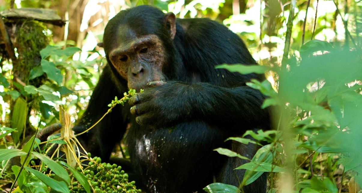 Why visit Kibale forest national park: The most exciting activity that draws visitors to Kibale Forest National Park is chimpanzee trekking