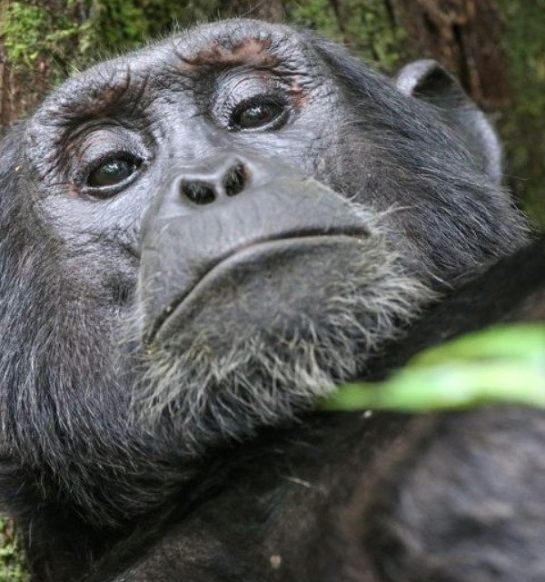 How many people can go for chimpanzee habituation in Kibale a day: The western Ugandan districts of Fort Portal and Kasese are home to the national park.