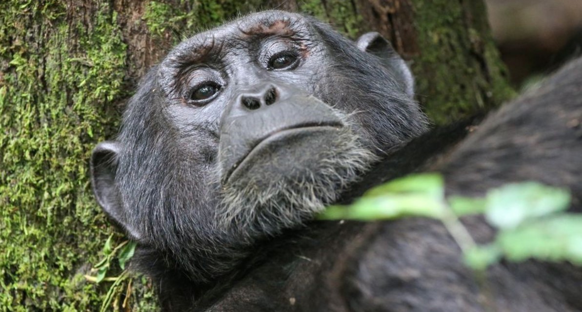 How many people can go for chimpanzee habituation in Kibale a day: The western Ugandan districts of Fort Portal and Kasese are home to the national park.