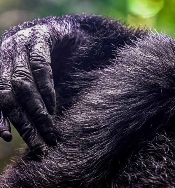 The cost of chimpanzee habituation permits in Kibale forest: After trekking gorillas, tracking chimpanzees is the second popular primate activity in Uganda