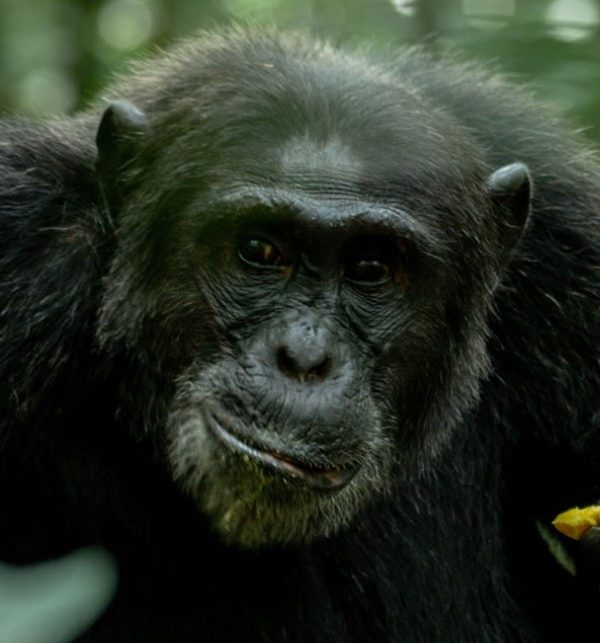 Why you should book chimpanzee permits for Kibale in advance