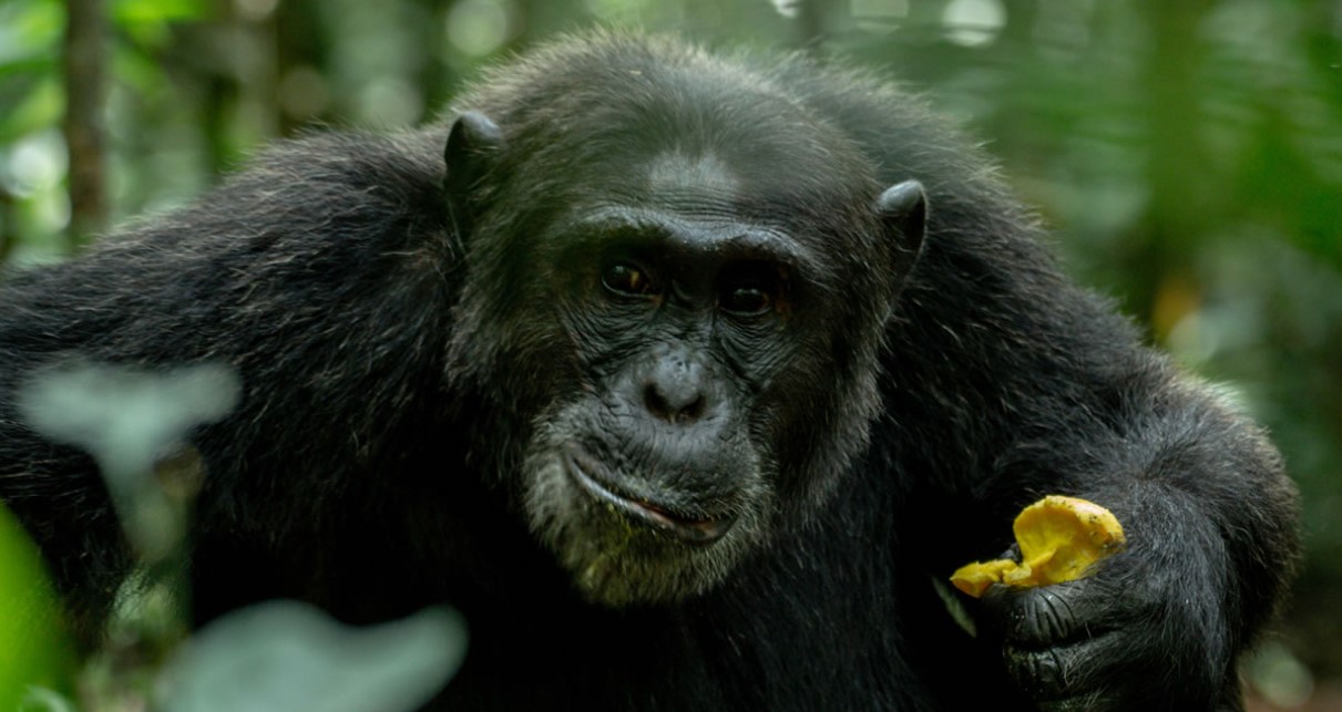 Why you should book chimpanzee permits for Kibale in advance? Being home to the greatest number of chimpanzees in Uganda, the national park is popular.