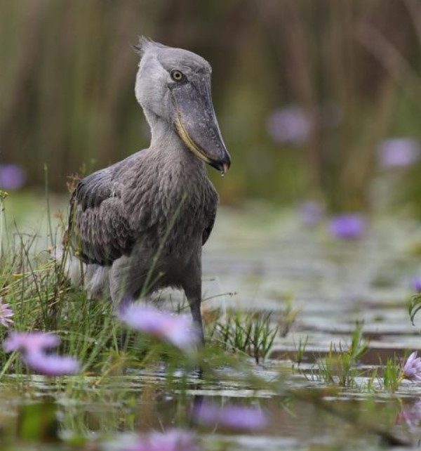 Bird Watching Safaris in Murchison Falls National Park:One of the best destinations to go birding in Uganda a home to over 451 different species of birds