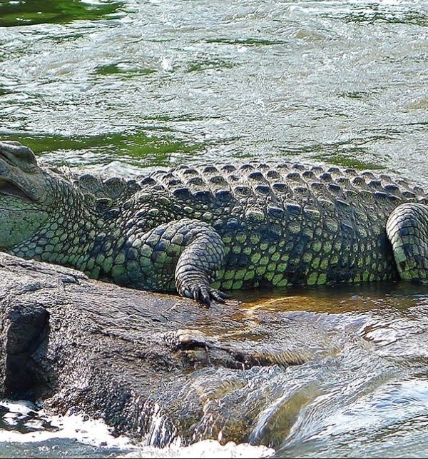 Filming trips in Murchison Falls National Park: One of Uganda's best spots for filming that stretches inland from Lake Albert's shoreline to Karuma Falls