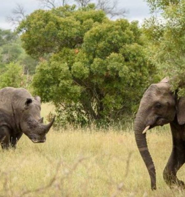 Africa's Big Five mammals in Uganda , one of the few places where visitors may see all five of Africa's lions, leopards, buffaloes, elephants, and rhinos.
