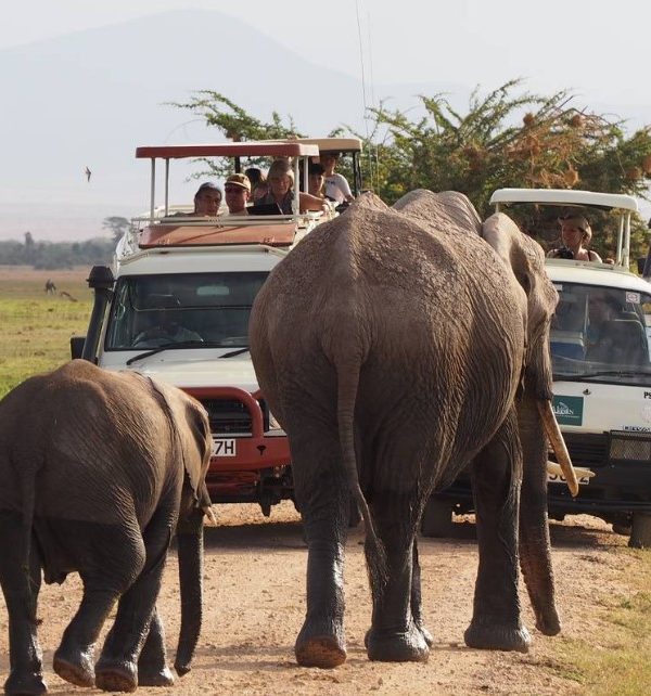Game drive safaris in Uganda: One of the best places to go for wildlife safaris is Uganda, which offers the best wildlife adventure safaris