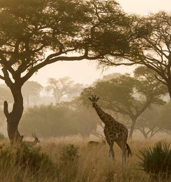 National parks in Uganda: The finest sites to go safari sightseeing in Uganda are the country's national parks, which are fascinating and amazing