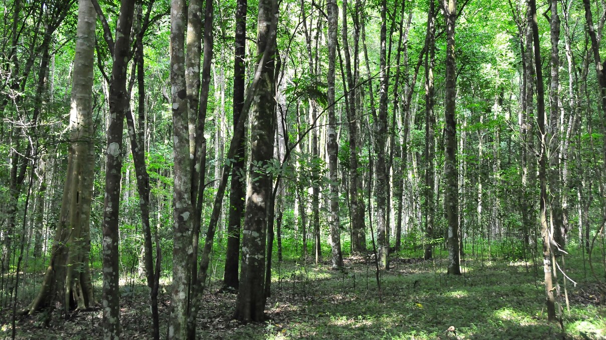 Are you interested in Maramagambo Forest nature guided walks? The forest is a part of Queen Elizabeth National Park and is located in the Bushenyi district