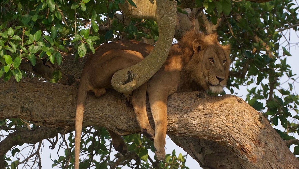 Ishasha Sector in Queen Elizabeth National Park is the only location in Uganda and other parts of Africa where you can see tree climbing lions
