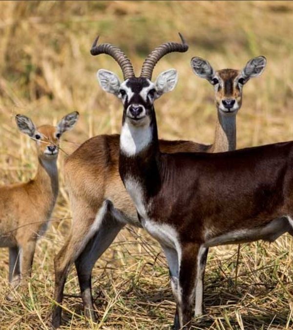 Visit Pian Upe, Bokora, Matheniko, Wildlife Game Reserves In Uganda: After Murchison Falls Conservation is located around 2788 kilometers northeast of Mount Elgon