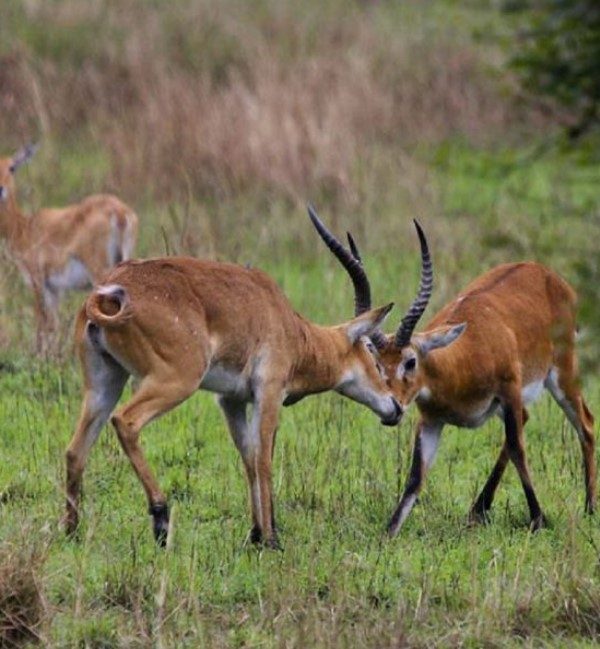 Wildlife in Semuliki National Park: Seeing wildlife in East Africa's lowland tropical forest is the primary motive to visit this great park in Uganda